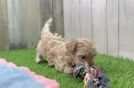 Maltipoo Puppy for Adoption