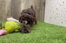 Akc Registered Poodle Purebred Pup