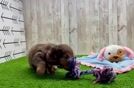 Cute Dachshund Purebred Pup