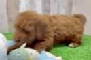 Mini Goldendoodle Puppy for Adoption