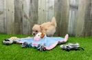 Meet Hamilton - our Maltipoo Puppy Video