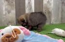 Meet Caprio - our Pomeranian Puppy Video