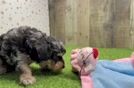 Meet Haze - our Poodle Puppy Video
