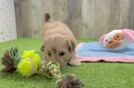 Energetic Havadoodle Poodle Mix Puppy