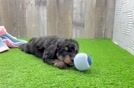 Small Mini Aussiedoodle Baby