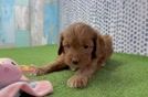 Cavapoo Puppy for Adoption