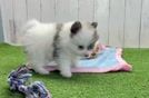 Meet Rudy - our Pomeranian Puppy Video