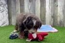 Best Mini Bernedoodle Baby