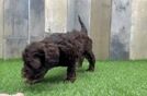 Petite Cockapoo Poodle Mix Pup