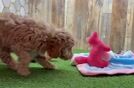 Cavapoo Puppy for Adoption