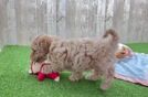 Hypoallergenic Maltidoodle Poodle Mix Puppy