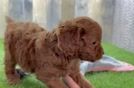 Cavapoo Pup Being Cute