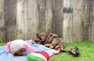 Popular Havapoo Poodle Mix Pup