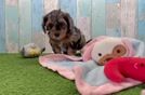 Yorkie Poo Pup Being Cute