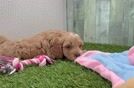Meet Qdoba - our Cavapoo Puppy Video