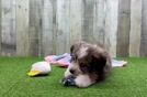 Aussiechon Puppy for Adoption
