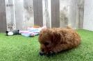 Meet Fido - our Cavapoo Puppy Video