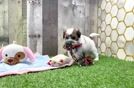 Teddy Bear Puppy for Adoption