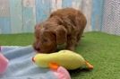 Adorable Cavalier King Charles Spaniel and Poodle Mix Poodle Mix Puppy