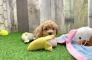 Maltipoo Puppy for Adoption