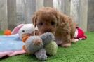 Best Mini Goldendoodle Baby