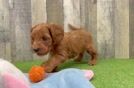 Happy Mini Goldendoodle Baby