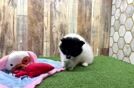 Pomeranian Pup Being Cute