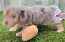 Hypoallergenic Aussiepoo Poodle Mix Puppy