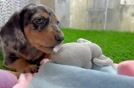 Cute Dachshund Purebred Pup