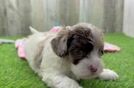 Shih Poo Pup Being Cute