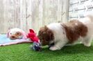 Shih Poo Pup Being Cute