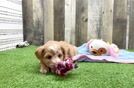 Happy Maltipoo Baby
