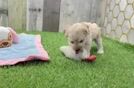 Petite Poochon Poodle Mix Pup