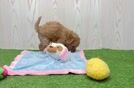Meet George - our Mini Goldendoodle Puppy Video