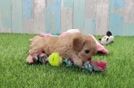 Meet Landry - our Cavapoo Puppy Video