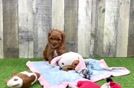 Petite Cavapoo Poodle Mix Pup