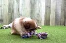 Shih Pom Pup Being Cute