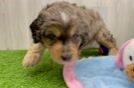 Petite Mini Aussiedoodle Poodle Mix Pup