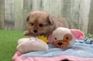 Cute Pomachon Baby