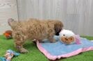 Shih Poo Pup Being Cute