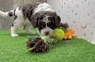 Adorable Cavalier King Charles Spaniel and Poodle Mix Poodle Mix Puppy