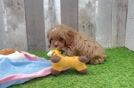 Cavapoo Puppy for Adoption