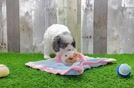 Cavapoo Pup Being Cute