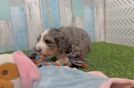 Friendly Mini Bernedoodle Baby