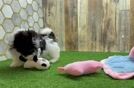 Meet Bobby - our Havanese Puppy Video