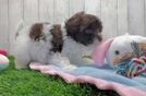 Meet Acorn - our Havapoo Puppy Video