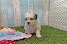 Little Havadoodle Poodle Mix Puppy
