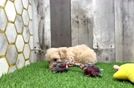 Poochon Puppy for Adoption