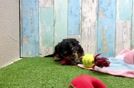 Yorkie Poo Puppy for Adoption