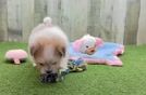 Happy Maltipom Baby